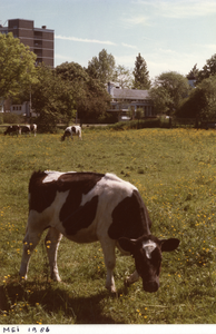 854594 Afbeelding van een koe in het weiland aan de Alexander Numankade te Utrecht, met op de achtergrond (tussen het ...